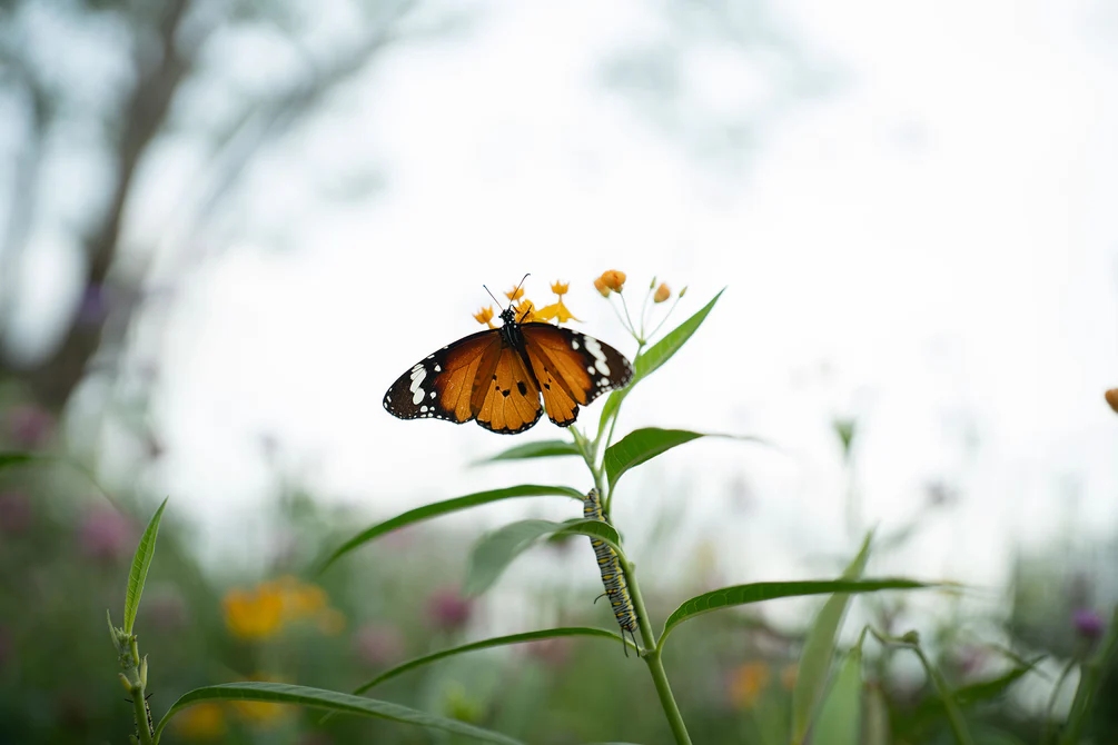 AF_35mm_F1.8_II_EVO_FE_-img24